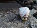 Quiet snail with shell on the railway