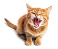 scared hissing cat full body, isolated background Royalty Free Stock Photo