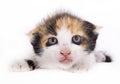 Scared kitten Royalty Free Stock Photo