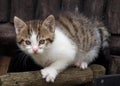Scared kitten Royalty Free Stock Photo