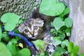 Scared kitten Royalty Free Stock Photo