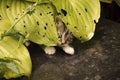 Scared kitten hiding