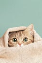 Scared kitten peeking from under a blanket as shadows dance in the darkness of evening Royalty Free Stock Photo