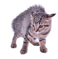 Scared kitten Royalty Free Stock Photo