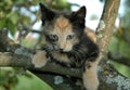 Scared kitten on the tree Royalty Free Stock Photo