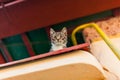 Scared kitten watching from above Royalty Free Stock Photo