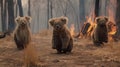 Scared koalas family runs away from grassland fire, largest prairie wildfire natural disaster