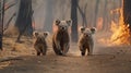 Scared koalas family runs away from grassland fire, largest prairie wildfire natural disaster