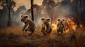 Scared koalas family runs away from grassland fire, largest prairie wildfire natural disaster