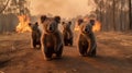 Scared koalas family runs away from grassland fire, largest prairie wildfire natural disaster