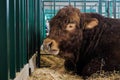 Scared large brown Limousin bull at agricultural animal exhibition