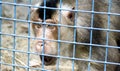 Scared monkey in a zoo cage Royalty Free Stock Photo