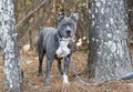 Female gray and white bluenose American Pitbull Terrier Bulldog with pink nose outside on leash