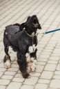 Scared old dog portrait in sunny street, homeless doggy howling Royalty Free Stock Photo