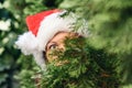 Scared, open-eyed look of a beautiful girl in a santa claus hat hiding behind a christmas tree. Concept. Royalty Free Stock Photo