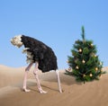 Scared ostrich burying head in sand under xmas tree