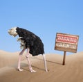 Scared ostrich with head in sand near warning quarantine wooden signboard. Royalty Free Stock Photo