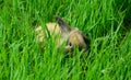 The scared rabbit with its raised ear is lying in the grass
