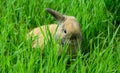 The scared rabbit with its raised ear is sitting in the grass Royalty Free Stock Photo