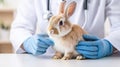 scared rabbit sitting on vets table, receiving care and attention Royalty Free Stock Photo