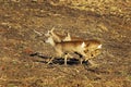 Scared roe deers running on agricultural terrain