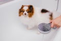 Scared spitz in the bath before washing Royalty Free Stock Photo