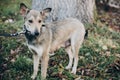 Scared stray dog with sad eyes and emotions walking in city street. Adoption concept. Portrait of cute gray dog in park. Dog Royalty Free Stock Photo