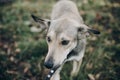 Scared stray dog with sad eyes and emotions walking in city street. Adoption concept. Portrait of cute gray dog in park. Dog Royalty Free Stock Photo