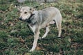 Scared stray dog with sad eyes and emotions walking in city street. Adoption concept. Portrait of cute gray dog in park. Dog Royalty Free Stock Photo