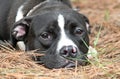 Scared submissive female black and white Boxer Pit Bull mix dog laying down outside