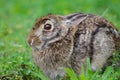 Scared Swamp Rabbit Swamp Hare Sylvilagus aquaticus Royalty Free Stock Photo