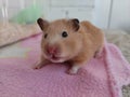 Scared syrian hamster, after waking up