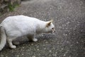 Scared white cat Royalty Free Stock Photo