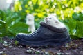 Scared white kitten sitting in old boot