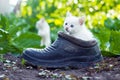 Scared white kitten sitting in old boot