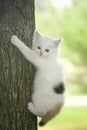 Scared white kitten in tree