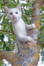 Scared white kitten in a tree Royalty Free Stock Photo