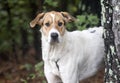 Walker Hound mixed breed dog