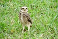 Scared yellow eyes owl on grass Royalty Free Stock Photo