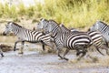 Scared zebras trots in the water