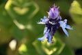 Scaredy cat plant is an Herb from the Mint family Royalty Free Stock Photo