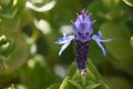 Scaredy cat plant is an Herb from the Mint family Royalty Free Stock Photo