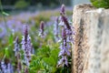 Scaredy Cat Plant purple flowers background. High resolution Royalty Free Stock Photo