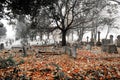 A scarey grave yard in the autumn mist