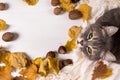 Scarf, chestnuts, nuts and dry leaves and a cat on a wooden table. Autumn warming background, copy space Royalty Free Stock Photo