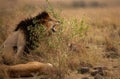 Scarface Lion with lioness, Masai Mara Royalty Free Stock Photo