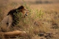 Scarface Lion with lioness, Masai Mara