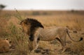 Scarface Lion standing near a lioness, Masai Mara