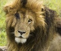 Scarface Marsh Lion Africa Royalty Free Stock Photo