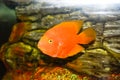Scaridae red in the aquarium Royalty Free Stock Photo